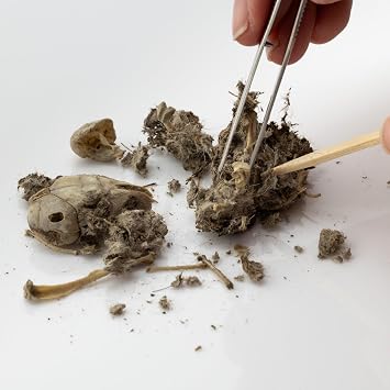 Barn Owl Pellets, Pack of 20 Large Pellets and Bone Sorting Guide, Individually Foil Wrapped & Pre-Graded, Science Classroom Hands On Dissection Kit