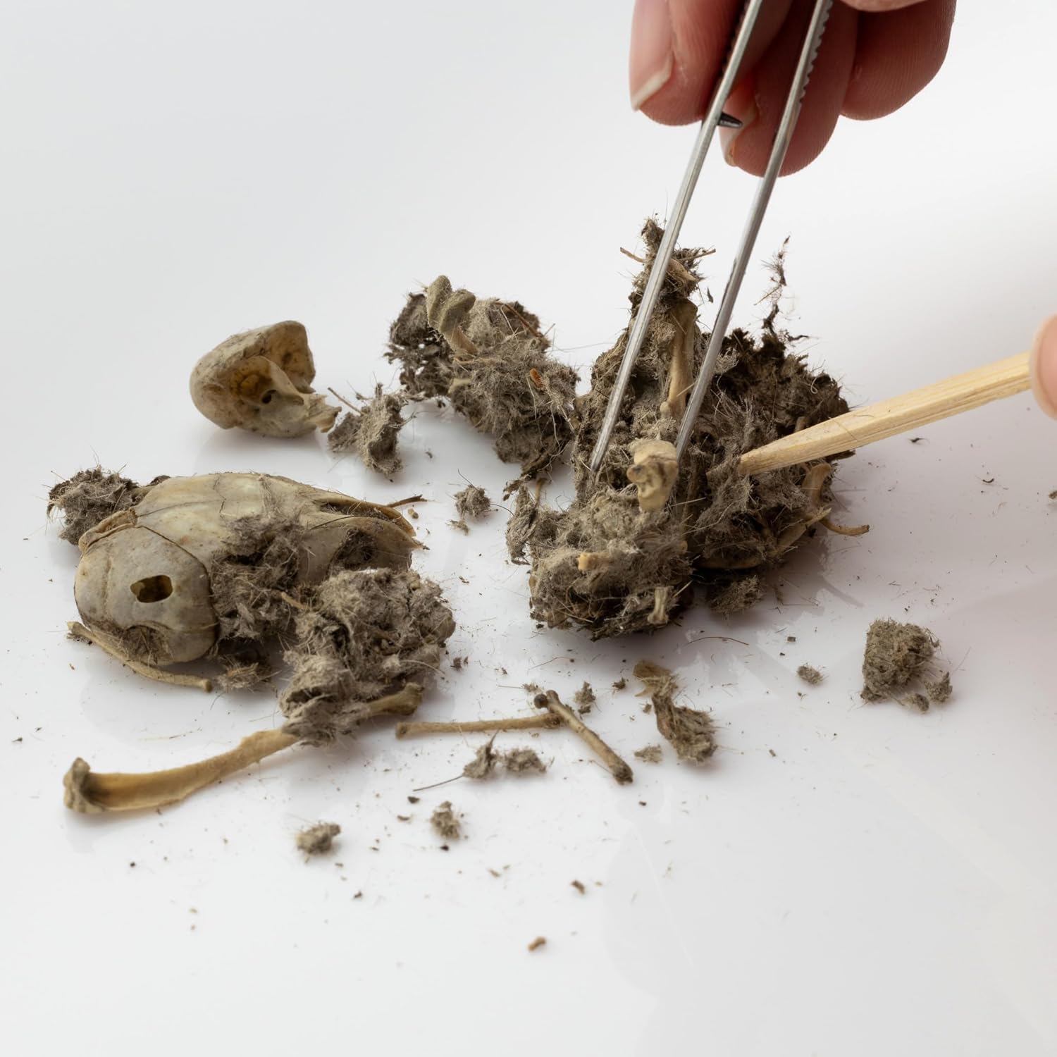 30 Pack Large Owl Pellets with 30 Bone Sorting Sheets and Teachers Guide