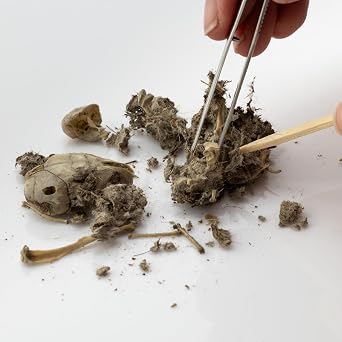 Barn Owl Pellets, Pack of 20 Small, Individually Foil Wrapped & Pre-Graded, Science Classroom Hands On Dissection Kit For Kids