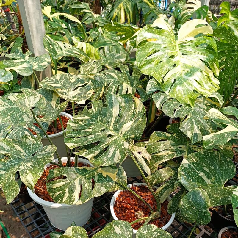Amazon.com : Yellow Green Monstera Plant, Live Monstera Deliciosa Plant,  Live Variegated Monstera Plant Rooted, Starter Plant for Indoor Planting :  Patio, Lawn & Garden