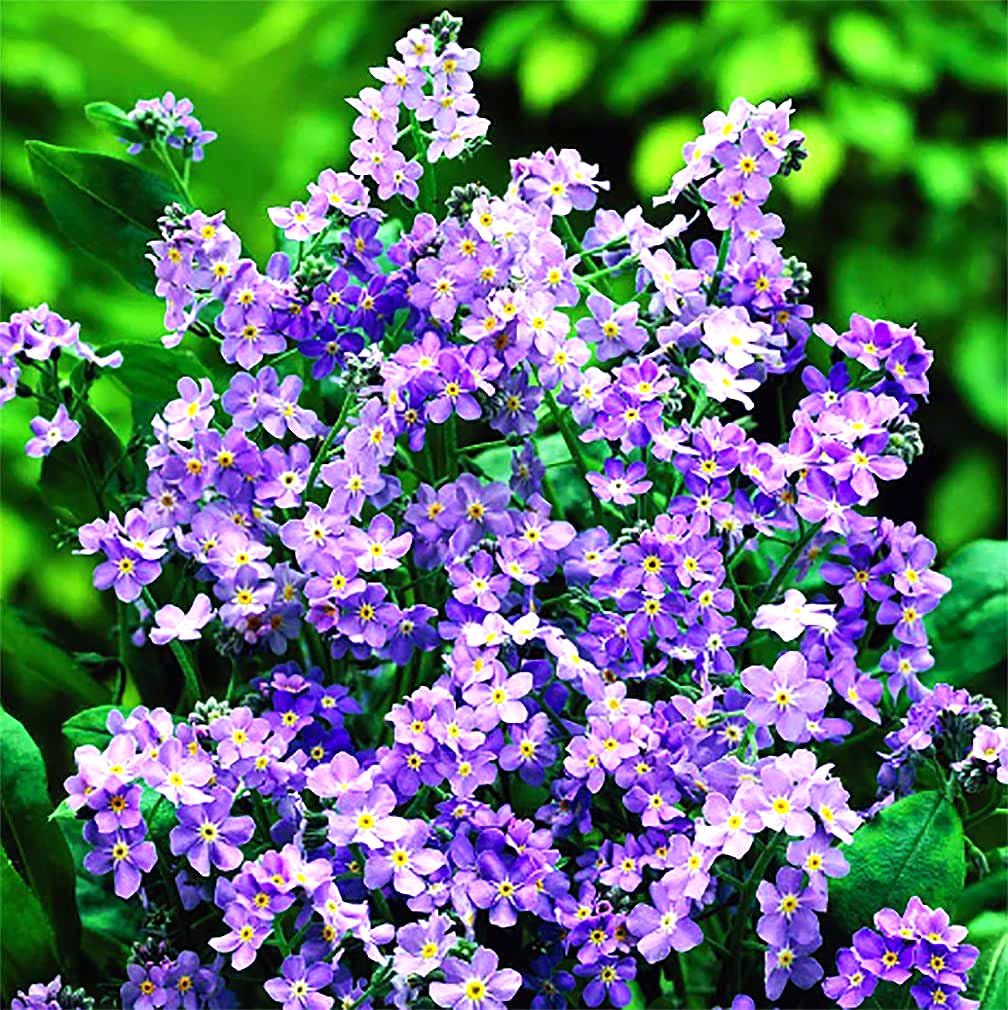 Forget Me Not Dwarf Ultra Marine Seeds