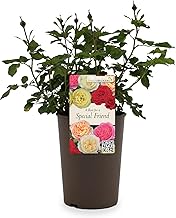 Beautiful Yellow Gift Rose - " For a Special Friend" - Gift Wrap Included | Modern Garden Hybrid Bush Rose - 3L Potted Floral Flowers