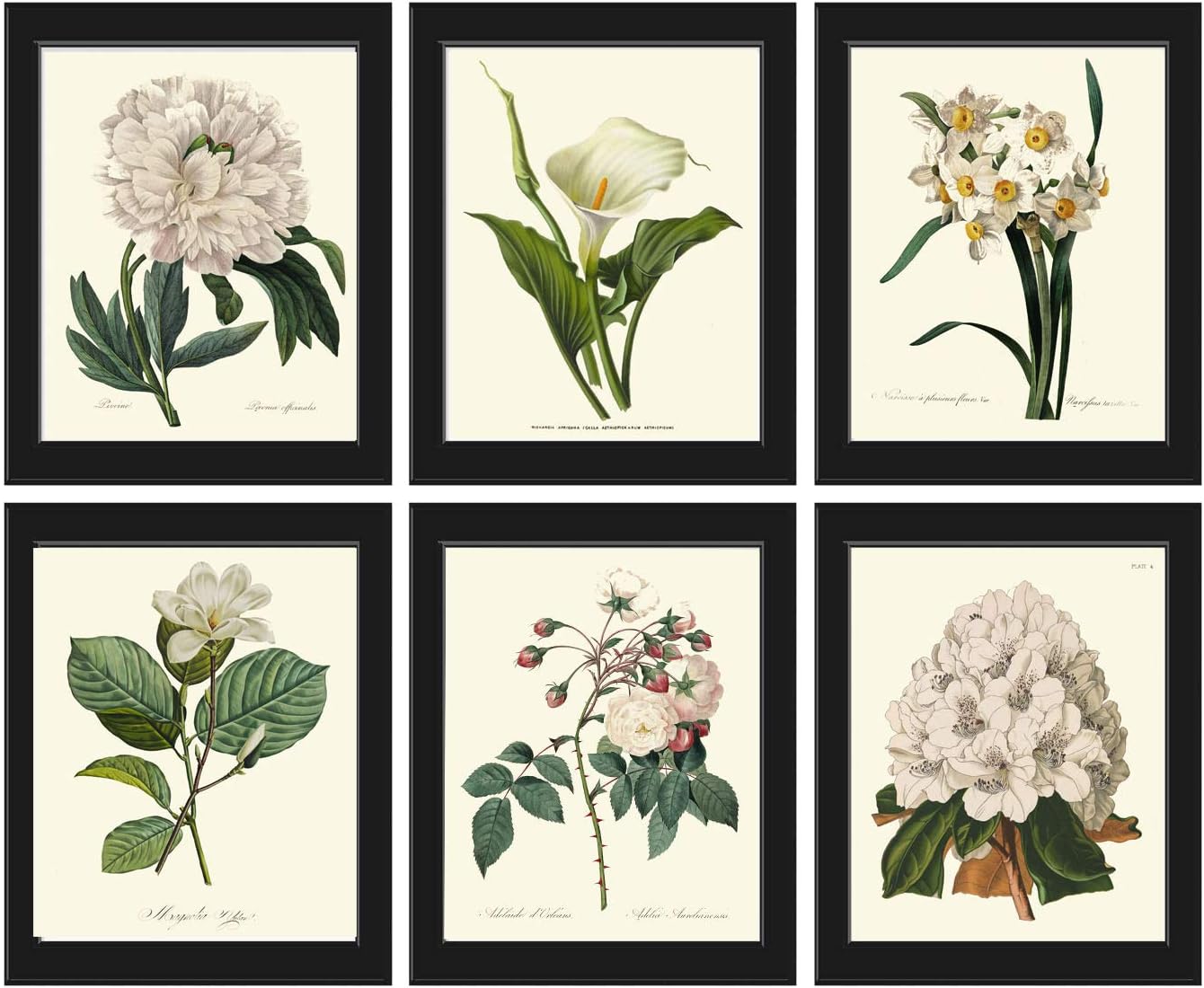 Botanical Wall Art Print Set of 6 Antique Beautiful Joseph Redoute White Flowers Large Peony Calla Lily Narcissus Rose Rhododendron Garden Nature Plant Flowers Home Room Decor Unframed LoveThePrint