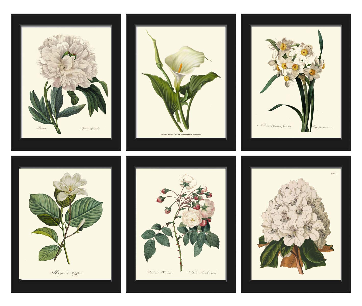 Amazon.com: Botanical Wall Art Print Set of 6 Antique Beautiful Joseph ...