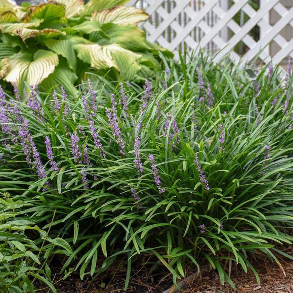 Perennial Farm Marketplace Liriope m. 'Big Blue' (Lilyturf) Ornamental Grass, Size-#1 Container, Lilac Colored Flowers