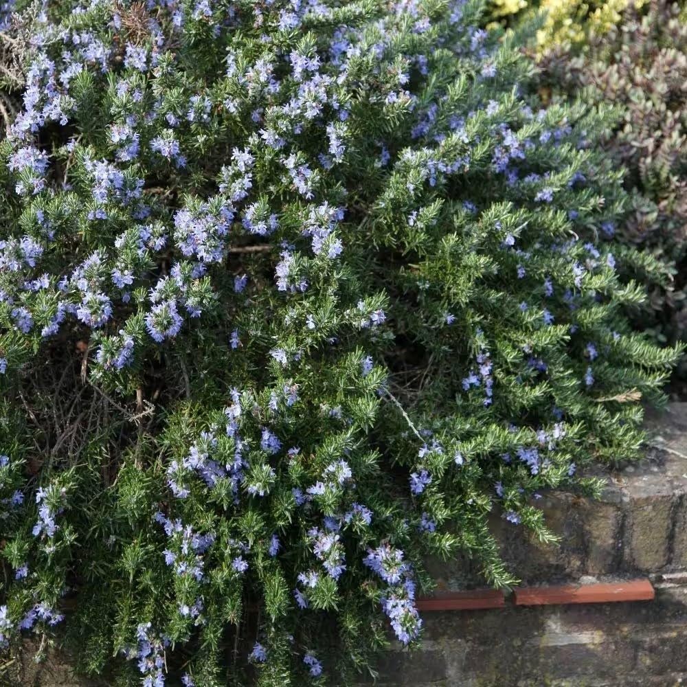 Plant Theory Prostratus Group Rosemary Rosmarinus Officinalis Shrub Plant 2L Pot
