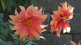 Review Image by JerryInLodi JerryInLodi