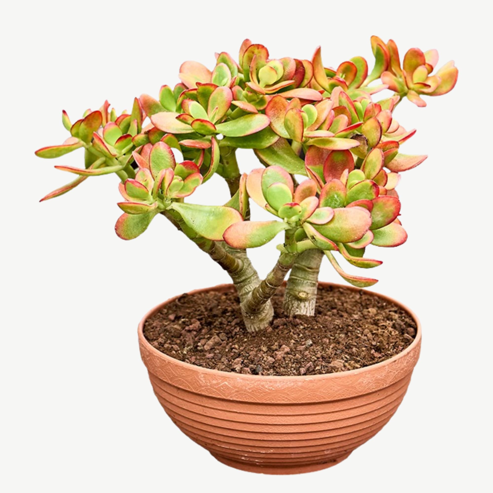 Rare Money Plant Jade Plant Sunset Variety (Crassula ovata 'Sunset') 12cm Pot | Houseplant Succulent Perfect for Home or Office | Drought-Tolerant