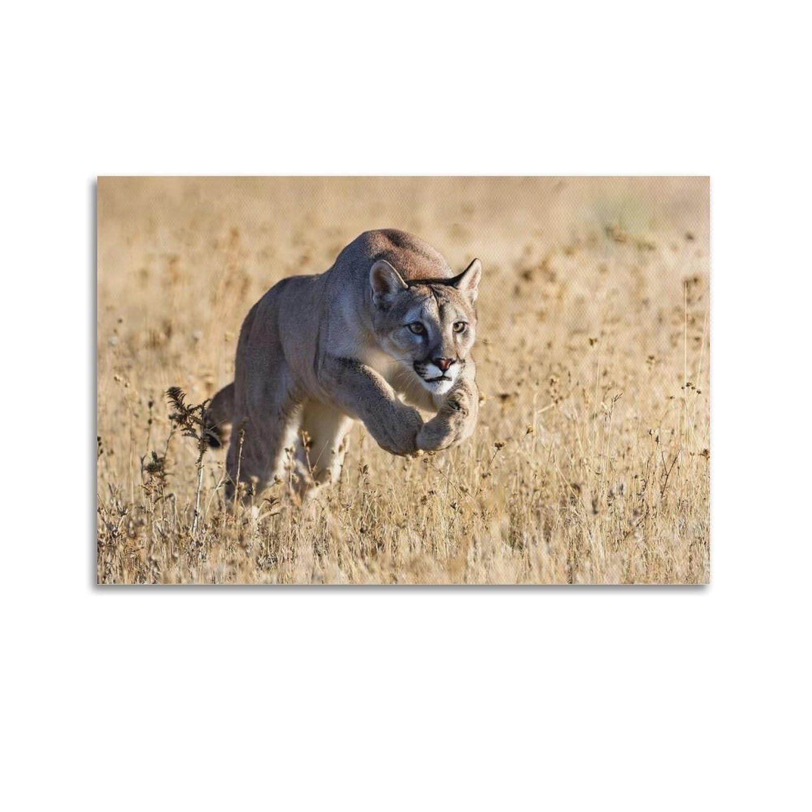 XKUGA Wild Felines Poster Cougar Big Cat Habitat Modern Decorative Canvas Prints - Ideal Wall Art for Family, Man Cave, Game Room, Boys & Girls Bedroom 20x30inch(50x75cm)