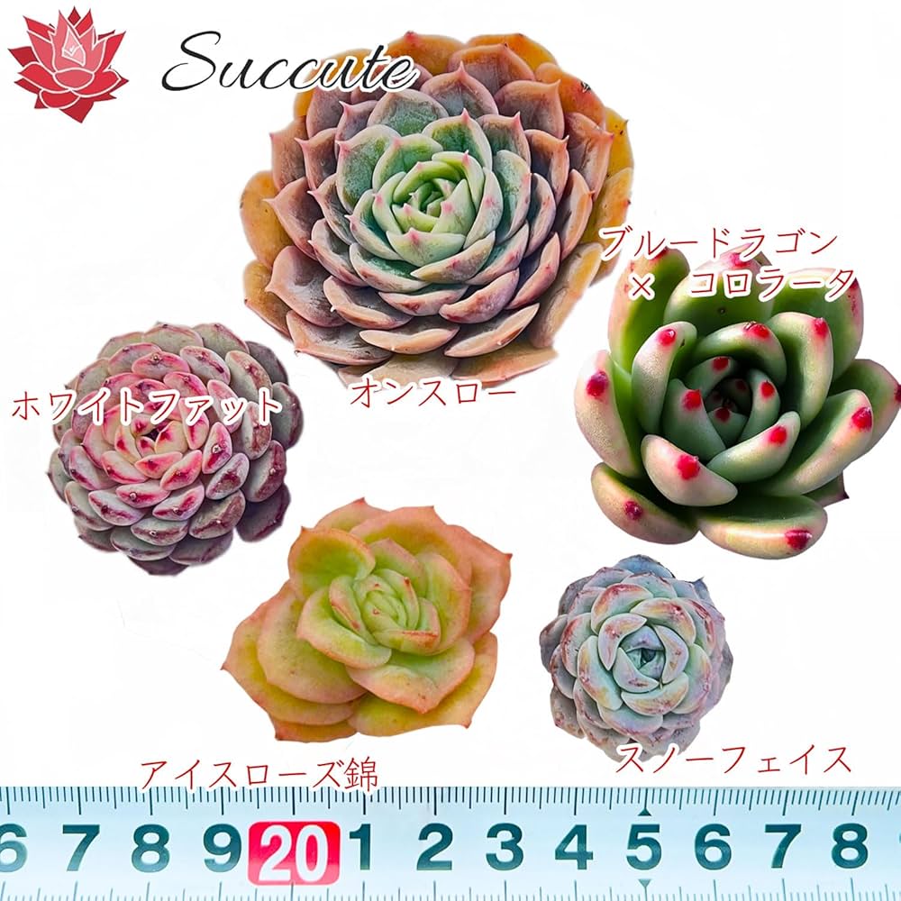 Amazon.co.jp: 【Succute】エケベリア 韓国苗（発根済み抜き苗