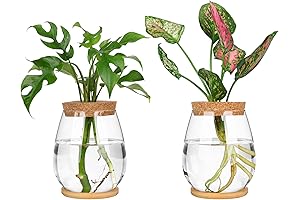 Betta Fish Plant Vase Kit: A Touch of Nature and Style for Your Home