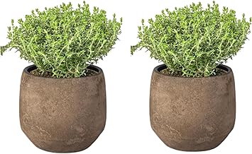 Thyme Pack of 2 Natural Plants for Cooking Pot Ø 10 Height 20 cm Indoor and Outdoor Aromatic Grass for Urban Garden and Garden