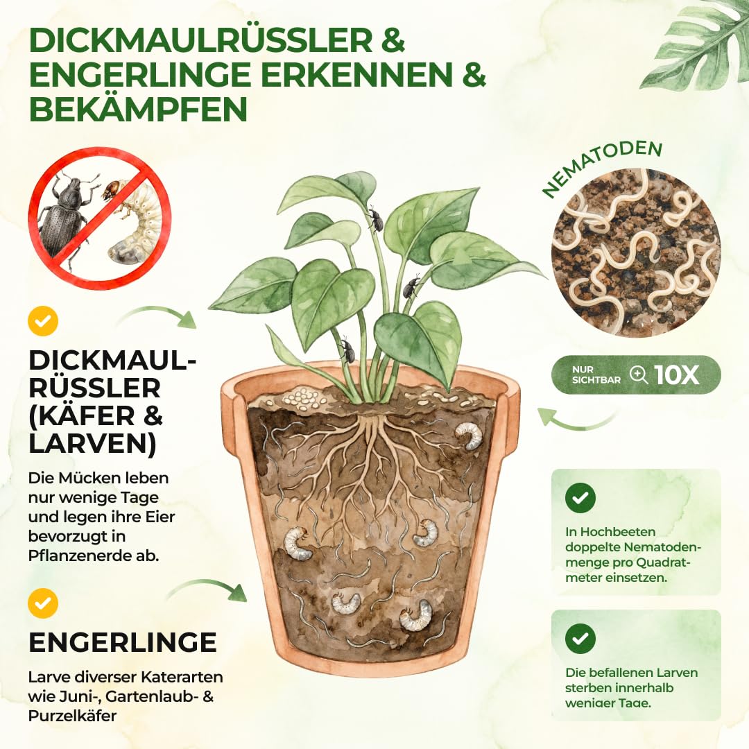 GREEN GUARDIA Power HB-Nematoden gegen Dickmaulrüssler & Engerlinge - 5 Mio. (10m²) -biologische Schädlingsbekämpfung, umweltfreundlich, chemiefrei. Einfach anzuwenden & Sicher für Mensch & Tier