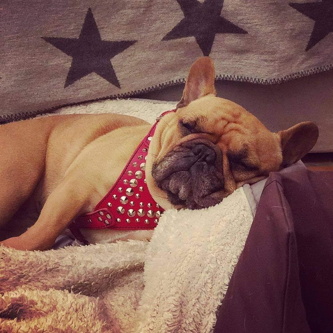 Bestia Studded Leather Harness. French Bulldog Size. 100% Leather. Handmade in Europe