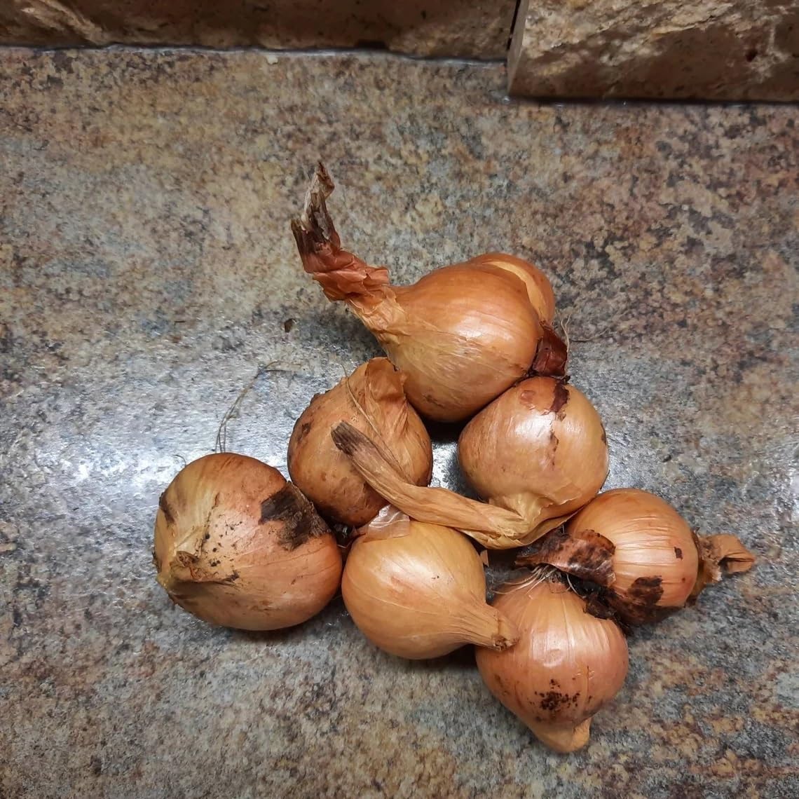 Willvine Yellow Potato Onions-US-4U-image-45