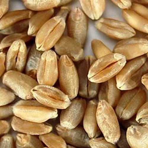 Miniatura 2 de Trigo blanco suave  orgánico  práctica marca Pantry  perfecto para almacenamiento de alimentos, harina, hornear, espoletas y más