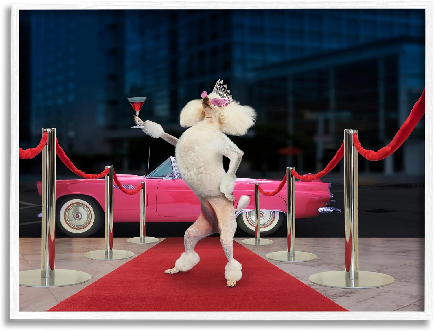 Stupell Industries Funny Red Carpet Poodle White Framed Giclee Art Design by Lund Roeser