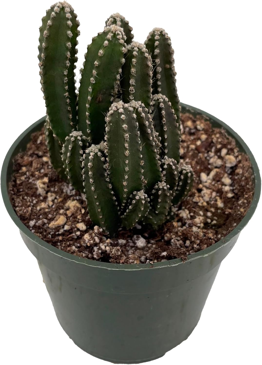 Fairy Castle Cactus - Cereus - Houseplant/Terrarium/Fairy Garden - 4 Pot