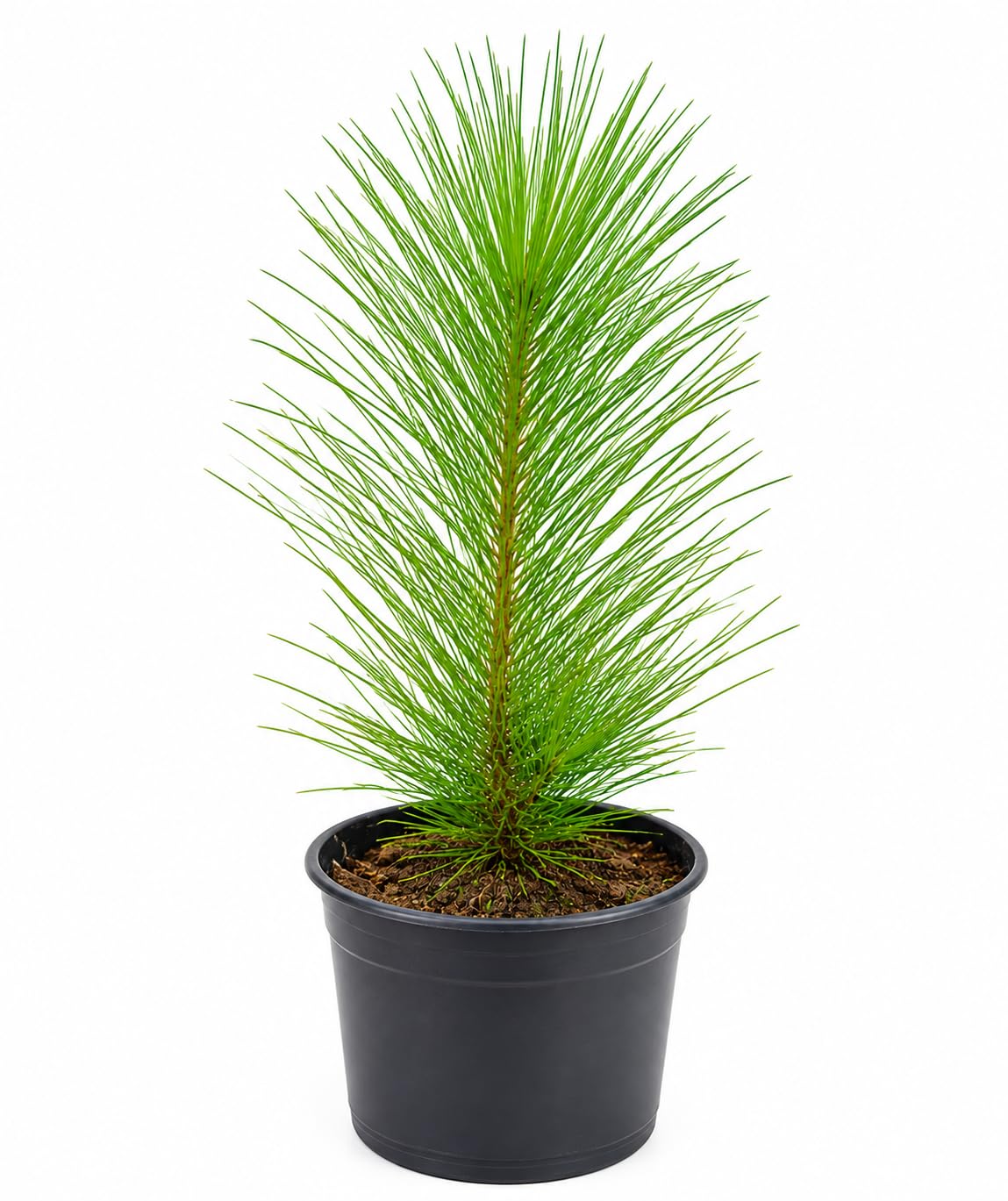 Himalayan Longleaf Chir Pine Tree Sapling | Live Plant, Outdoor Tree-image-7