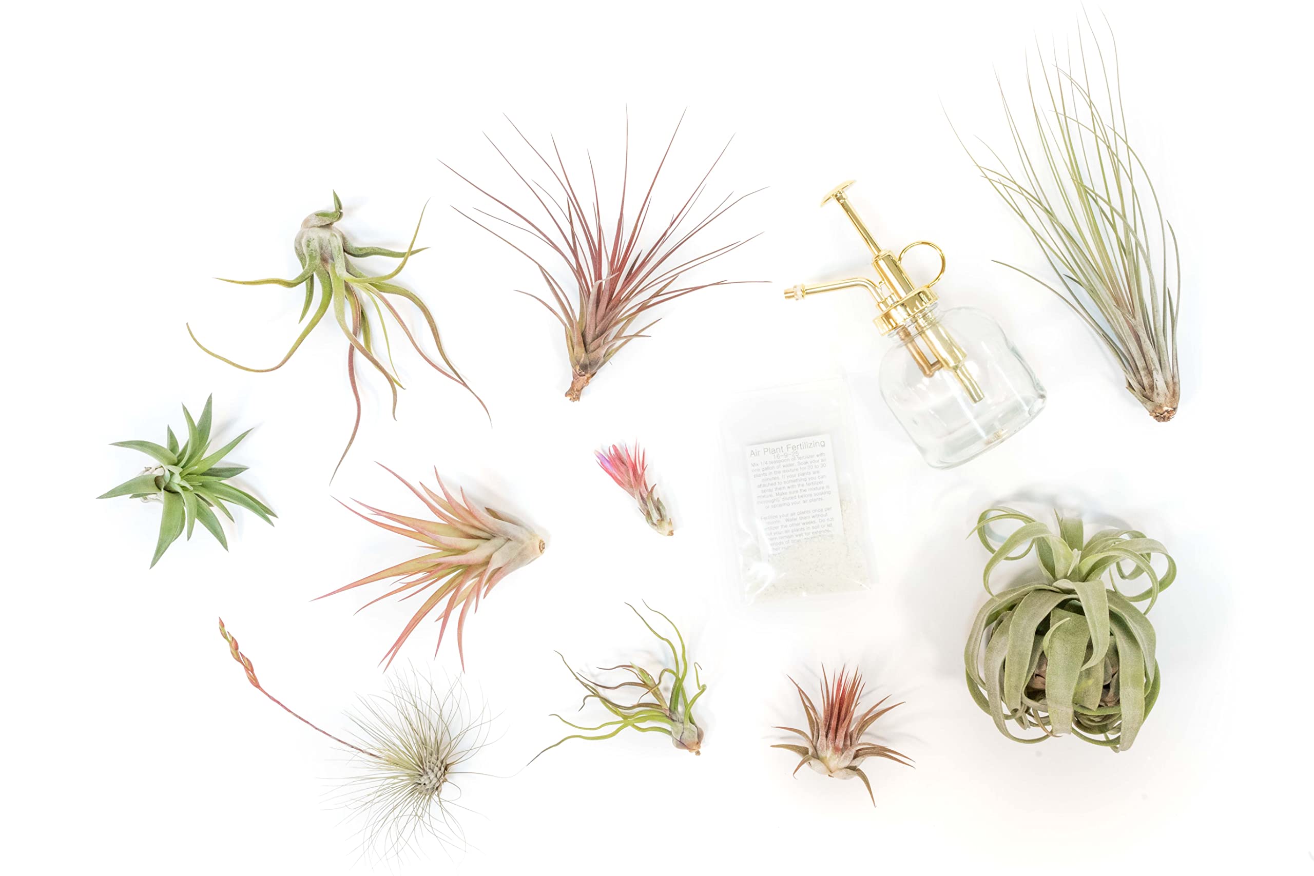 Tillandsia Air Plant Grab Bag of 10 Small & Medium Plants, Fertilizer & Air Plant Mister - Home and Garden Decor - Easy Care Indoor and Outdoor Plants