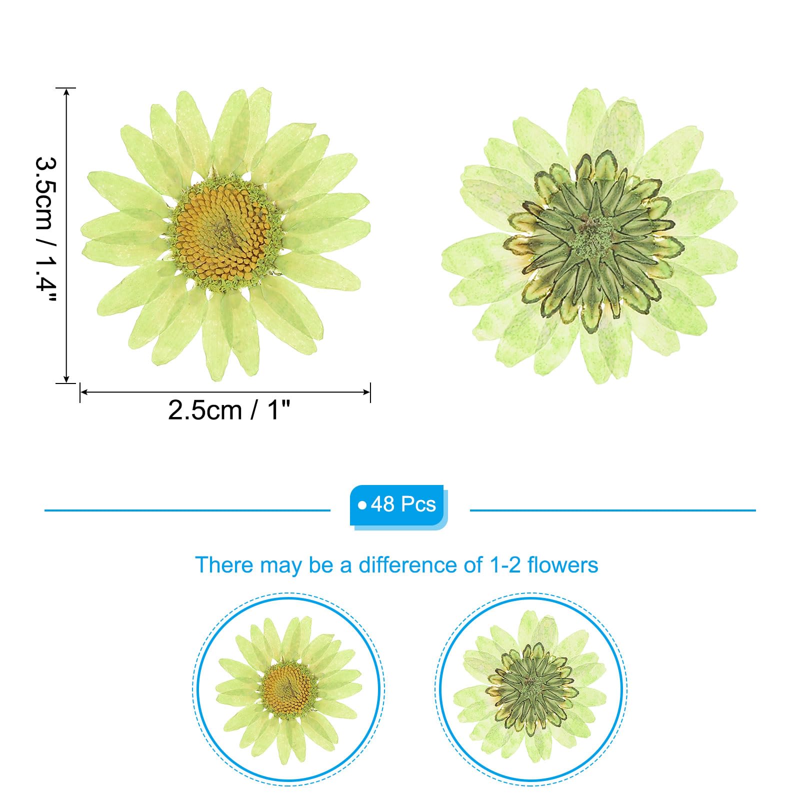 PATIKIL 48 Pcs Dried Pressed Flower Natural Dried Daisy Flower for DIY Art Crafts House Decoration Nails Decoration,Soft Green - Image 2