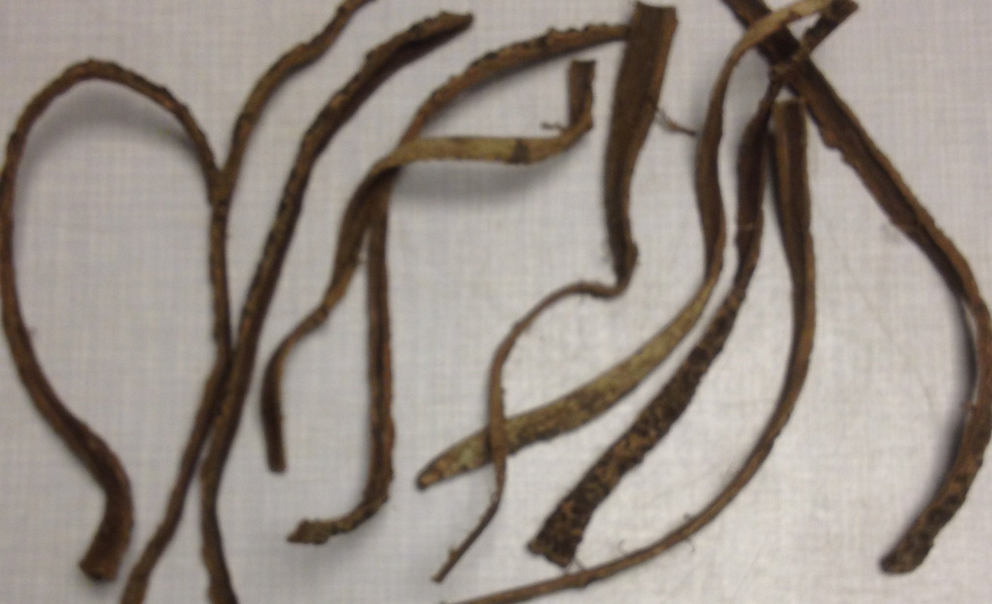 10 corteccia di mandorli marini, circa 2 cm x 15 cm (= 50 grammi), spedizione lampo – Catappa Bark