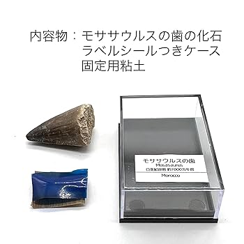 白亜紀の驚異！プログナトドン・ギガンテウスの化石歯 - 極上の一品 白亜紀の驚異！プログナトドン・ギガンテウスの化石歯 - 極上の一品