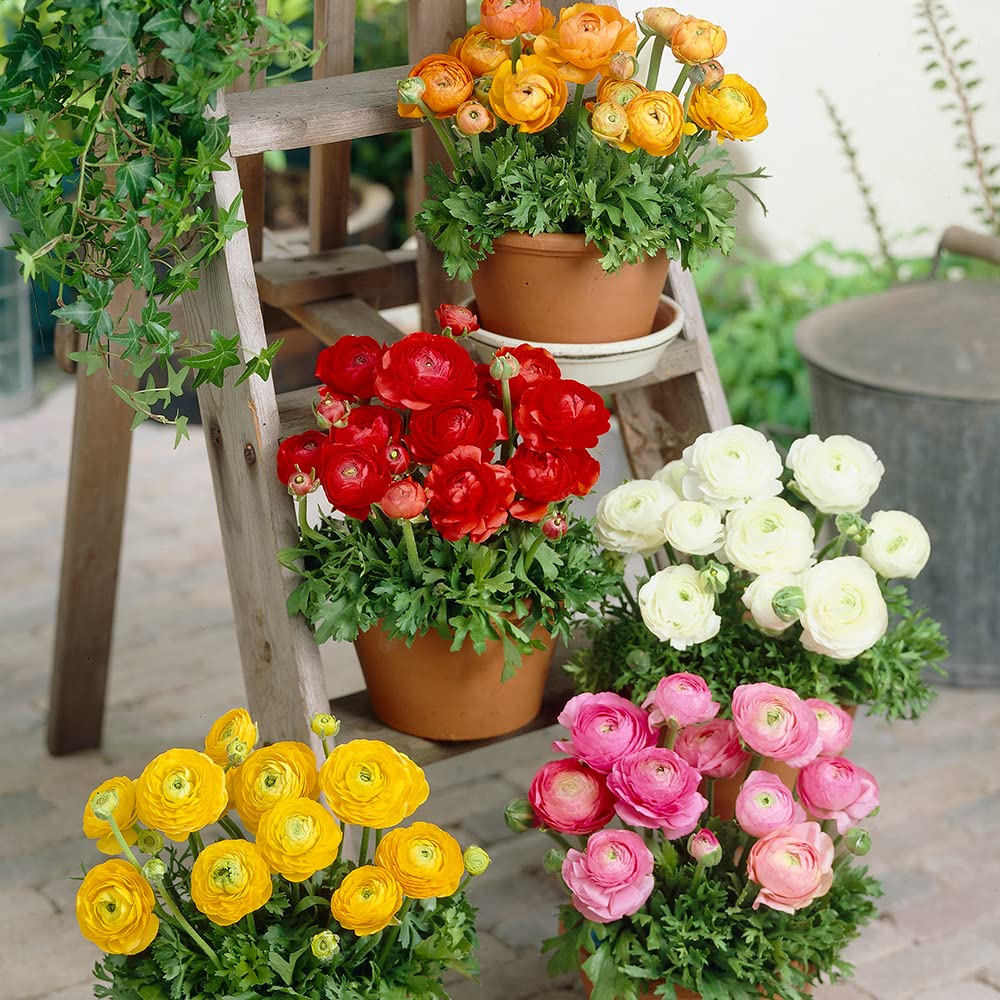 Audbhidhi Ranunculus Multicolour Flower Bulbs for All Season (Pack of 5 Bulbs) (B09JQZ921G) Amazon Price History, Amazon Price Tracker