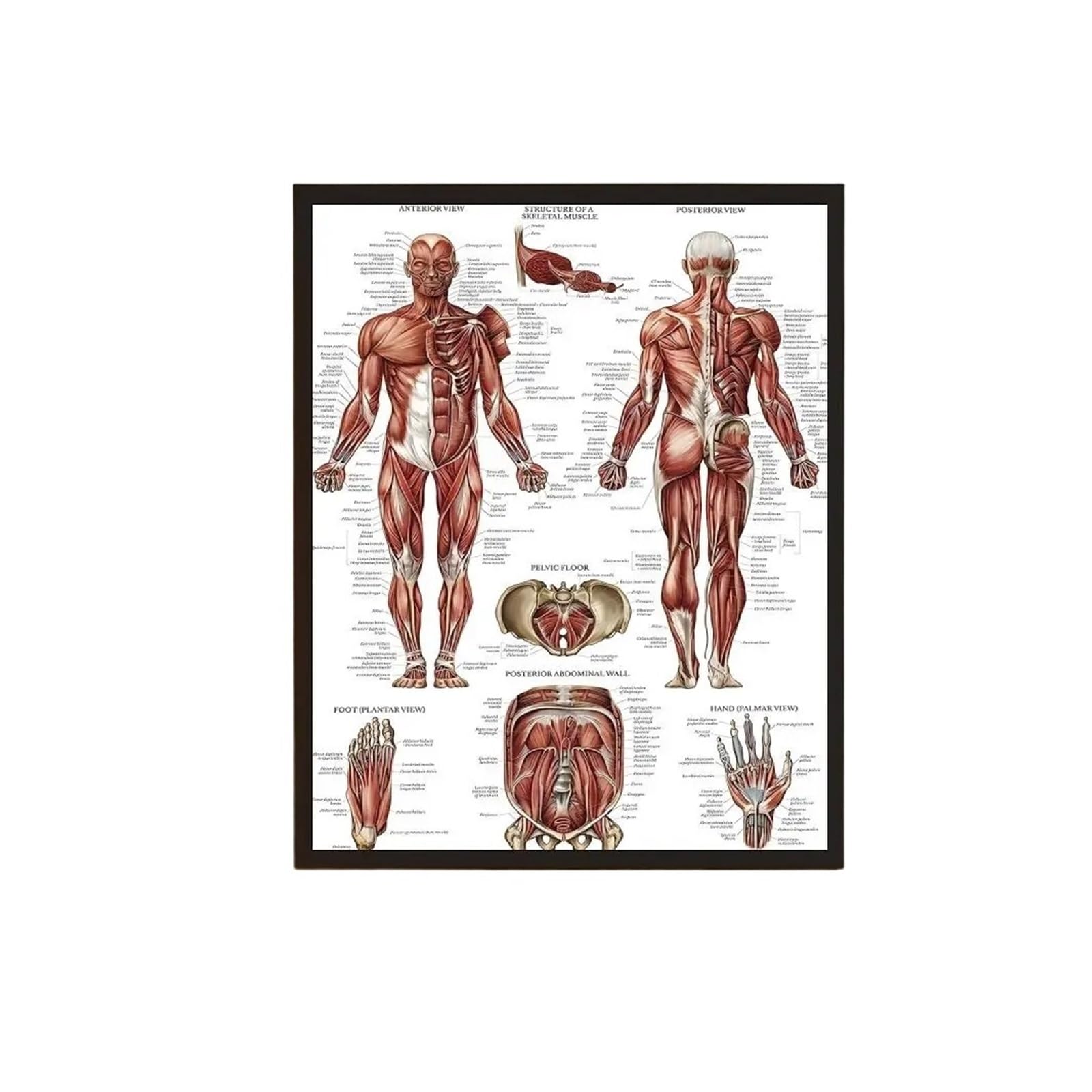 1 Szt. Schemat Struktury Ludzkiego Ciała Plakat Samoprzylepny Drukowany Obraz Dekoracje Ścienne Do Domu(White14,50X70cmNoframe)