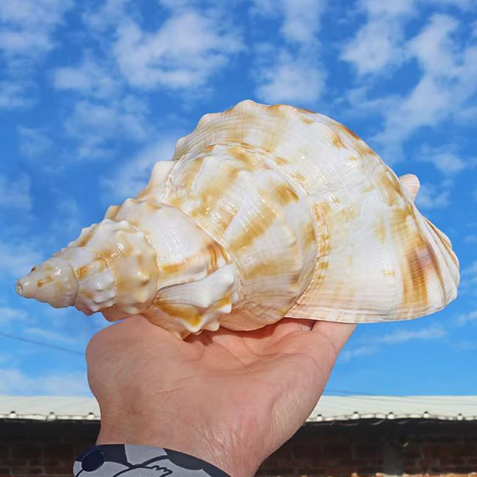 Grande conchiglia decorativa per la casa, decorazione per acquario, collezionista fai da te per vasi, accessorio a tema spiaggia per matrimoni