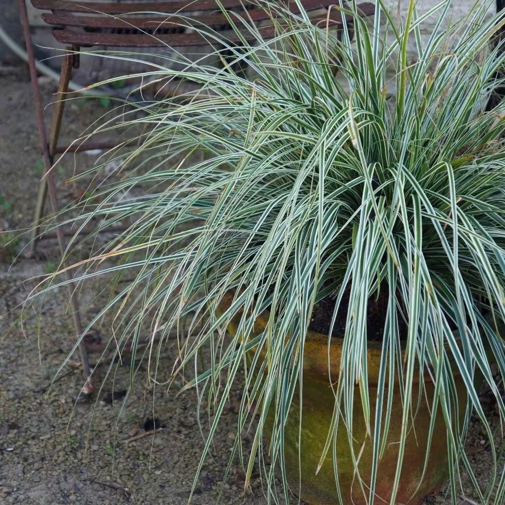 Plant Theory 9cm Pot Carex Oshimensis Everest Sedge Grasses