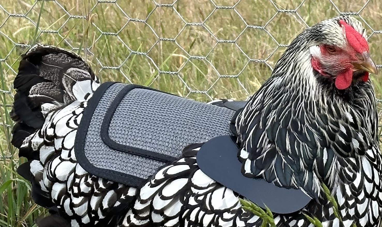 DOWN UNDER OUTDOORS Selle de poulet de qualité supérieure, sangles réglables pour s'adapter aux poules moyennes et grandes, protection de volaille, tablier, fournitures, produits et équipements, y