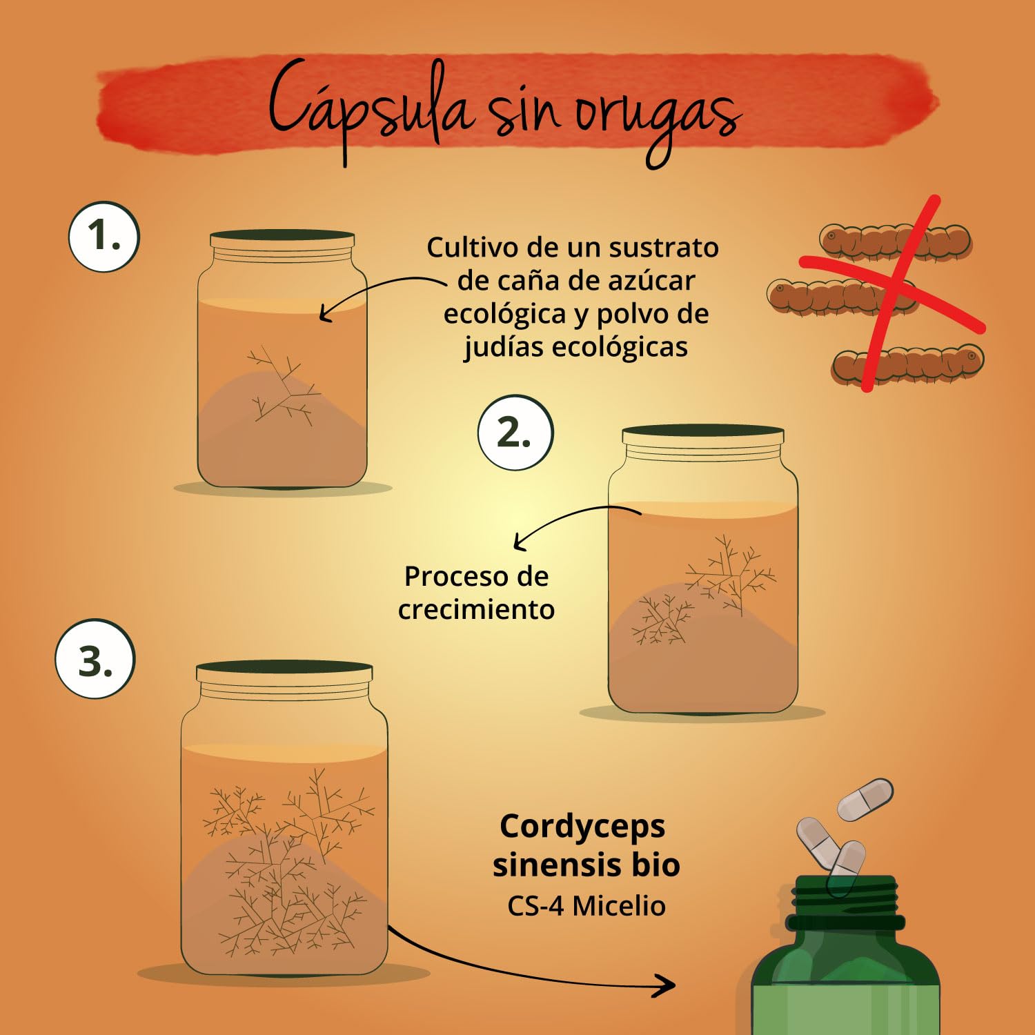 Cordyceps Sinensis Ecológico | 13000 mg (20:1) | Extracto Real CS-4 | 40% Polisacáridos + 0,5% Adenosina | 60 Cápsulas para 2 Meses | Energizante y Vigorizante | Sin Aditivos y Vegano | Vegavero