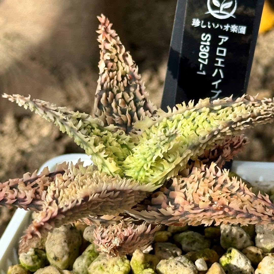 アロエ ハイブリッド aloe hybrid S1307-1