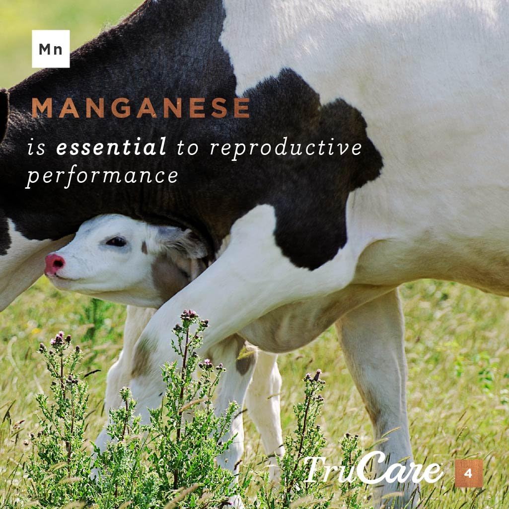 TruCare 4 Top-Dress Trace Mineral Blend for Livestock: Beef Cattle, Dairy Cattle, Deer, Elk, Goats (Zinc, Manganese, Copper, Cobalt) : Patio, Lawn & Garden