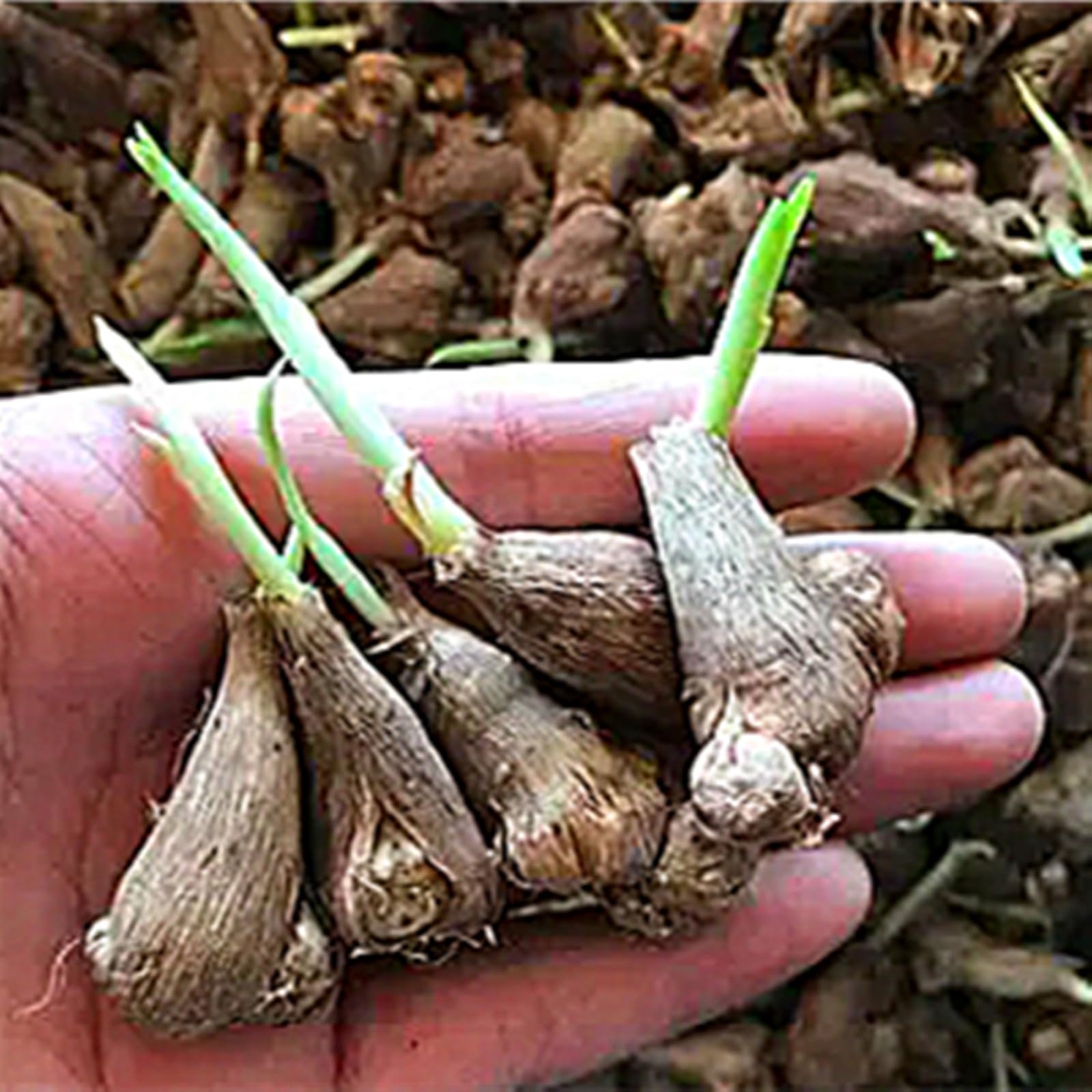 Bulbi Iris Barbuto A Forma Di Farfalla - 5 Bulbi Perenni Per Giardino Soleggiato, Fiori Colorati - Foto 9