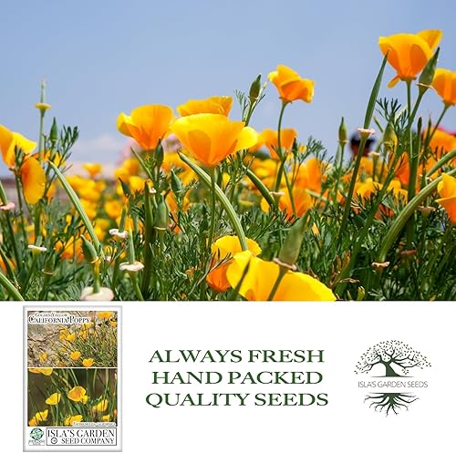 Miniatura 4 de Semillas de flor de amapola de California amarillo dorado para plantar, más de 2000 semillas por paquete, semillas de jardín de Isla, sin OMG y