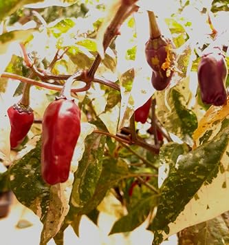 Tricolor 5 Chili Seeds by CHILLIESontheWEB - Pick and Mix - Buy 4 for 3