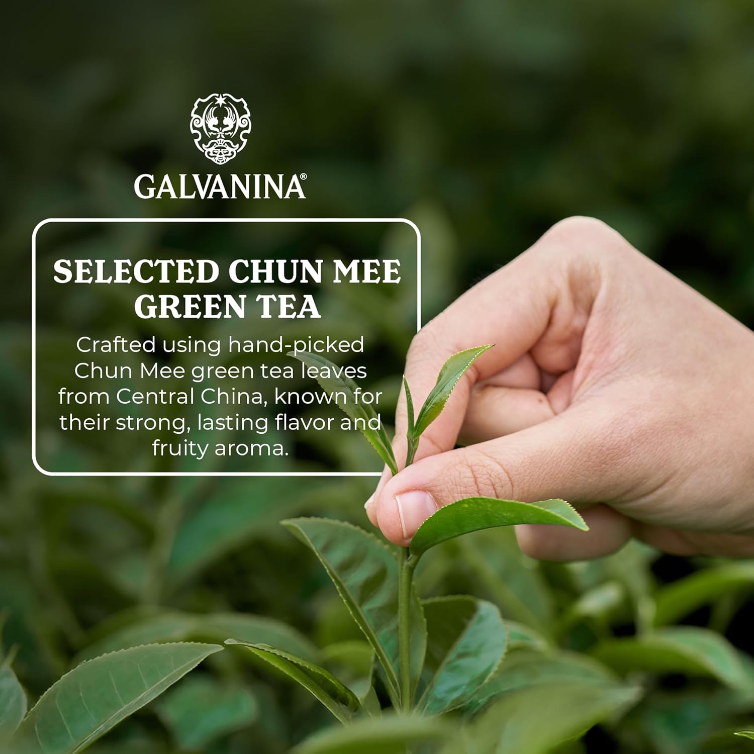 Galvanina Green Iced Tea – Premium Organic Italian Iced Tea, 12 fl oz (12 Glass Bottles) | Smooth Green Tea with Crisp Refreshing Finish.