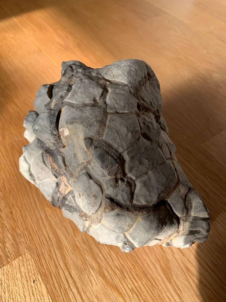 亀甲石 ノジュール石 鑑賞石 水石 【公式通販】