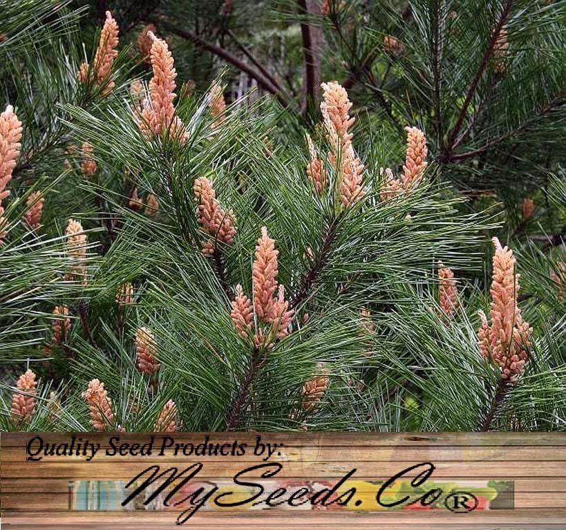 Miniatura 6 de Pinus densiflora (pino rojo japonés) Semillas de árbol, forma atractiva, follaje verde oscuro, semillas de MySeeds.Co, usted elige la cantidad