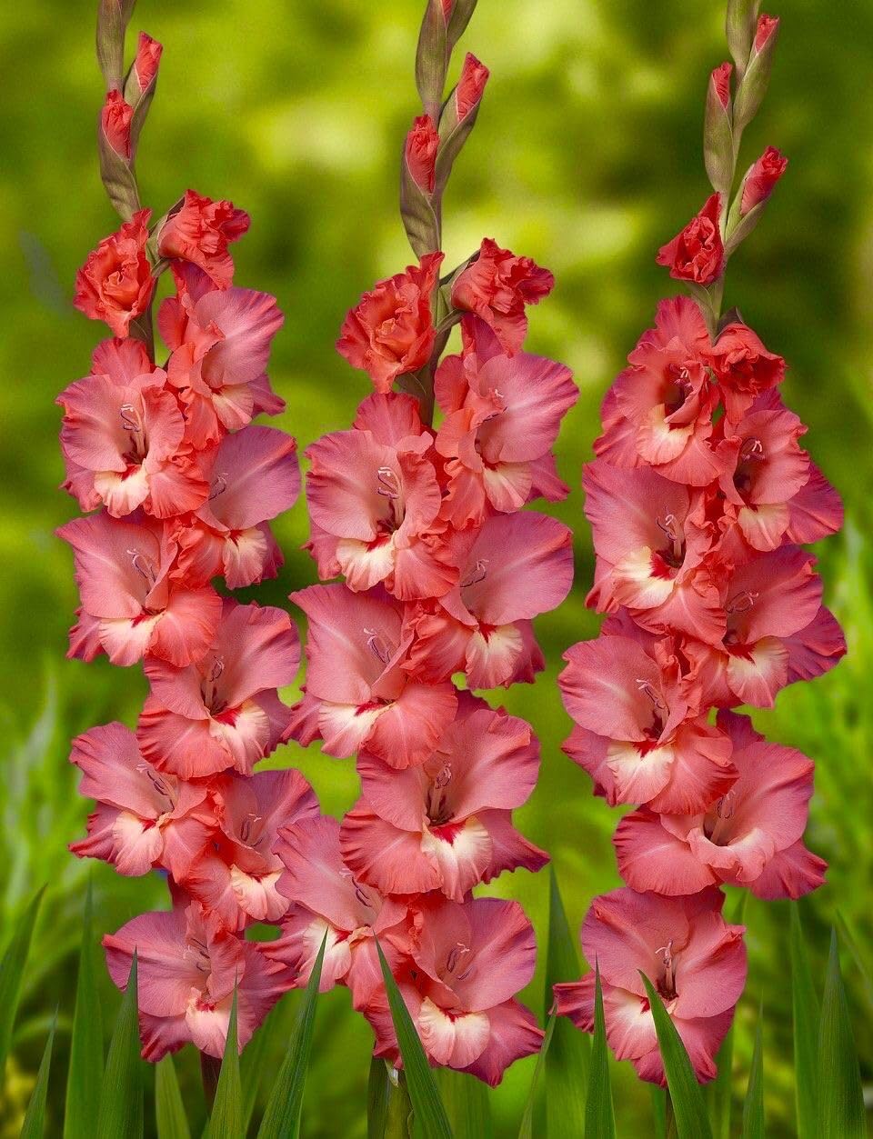 Radha Krishna Agriculture® Gladiolus Flower Bulbs All session Imported Vearty for Home and Gardening Pack of 5 bulbs (MATE RED)