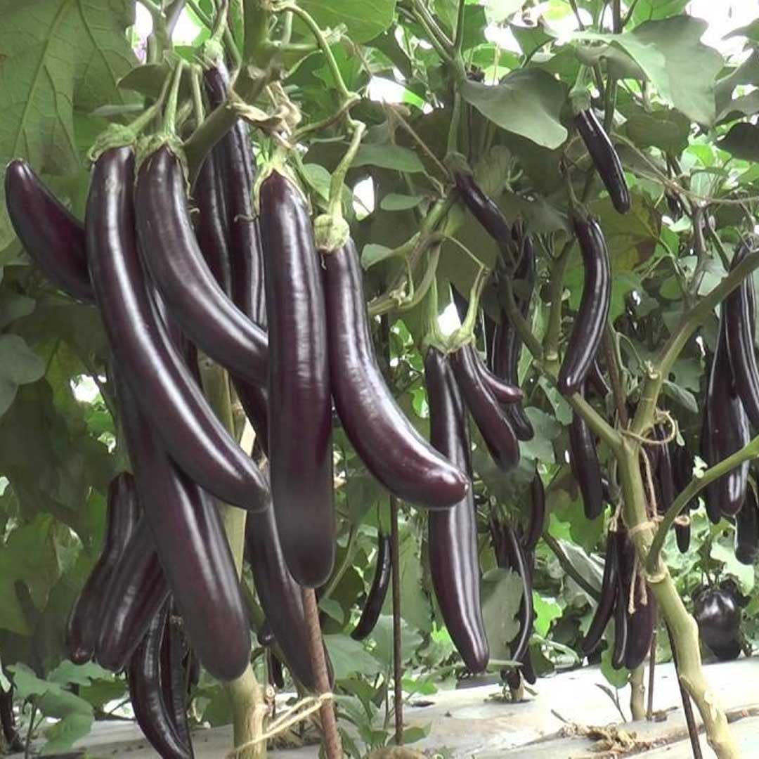Black Beauty Brinjal Seeds, F1 Hybrid, All Season Growing, Outdoor Gardening (Pack Of 110+ Seeds)-image-35