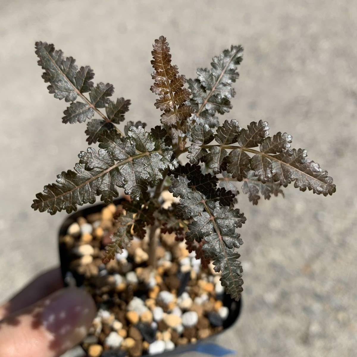 Amazon.co.jp: boswellia hyb socotrana × nana ボスウェリア