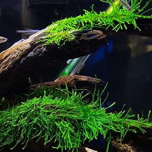 Is Java Moss Good for Aquarium? 3 Is Java Moss Good for Aquarium? 2