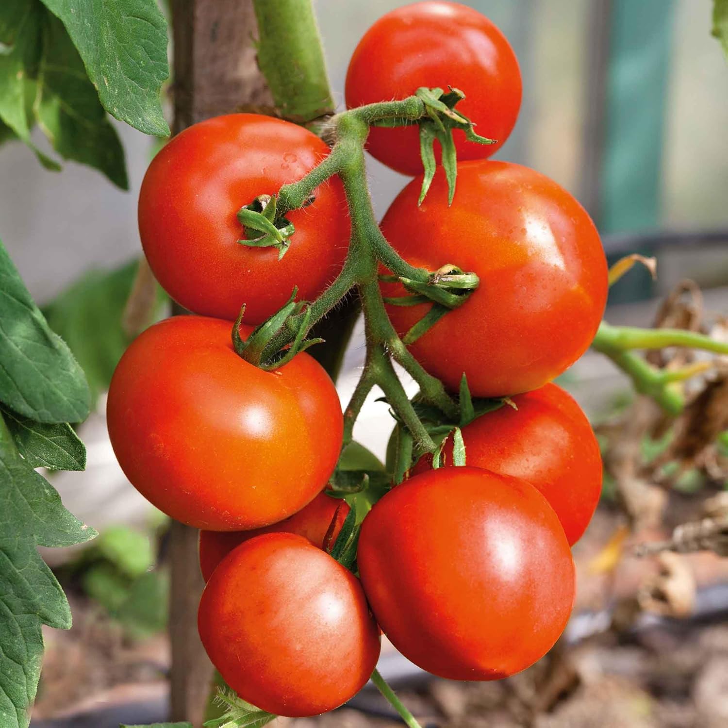 Eden Brothers Tomato Seeds (Organic) - Black Cherry