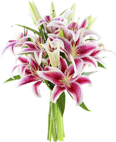 Colección KaBloom Hollywood - Barbie Pink Lily Ramo de 10 lirios Stargazer Rosa Fresco (Farm Fresh) Entrega Prime