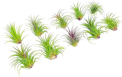 Ionantha Tillandsia Air Plants Live Indoor Plants (10PK), Air Plant Terrarium Plants Live Houseplants, Live Plants Indoor Plant Kit, Easy Care Plants for Air Plant Holder or Garden by Plants for Pets
