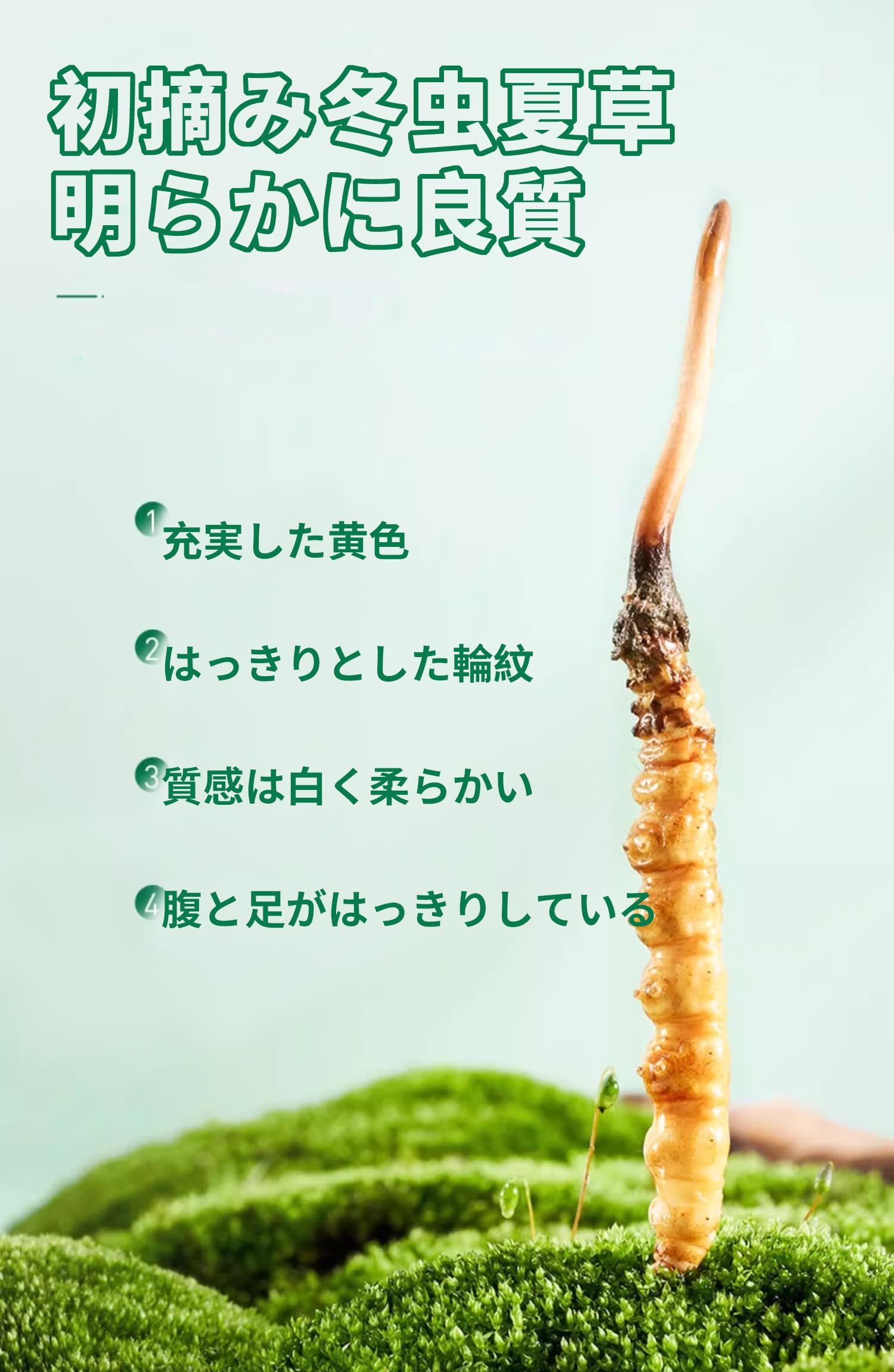Amazon | 冬虫夏草 はっきりとした輪紋 完全な形 甘く柔らかな風味