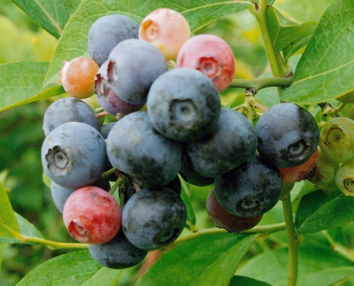 Amazon | コースタル [暖地向けラビットアイ系ブルーベリー苗木1本] 3